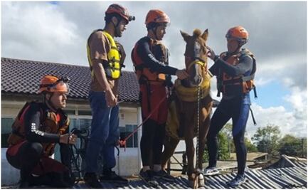 FOTOS: Así fue el rescate de "Caramelo", caballo que quedó atrapado en un techo por las inundaciones en Brasil