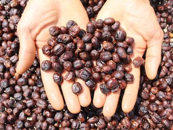 Café mexicano rumbo a la sustentabilidad