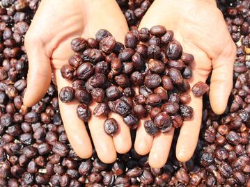 Café mexicano rumbo a la sustentabilidad