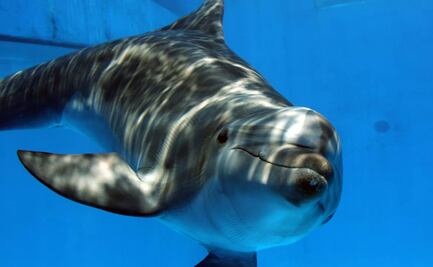 Ofrecen 20 mil dólares a quien informe sobre delfines masacrados en Florida
