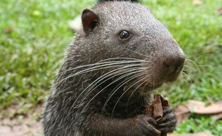 La pacarana, el roedor que supuestamente se "bañaba"