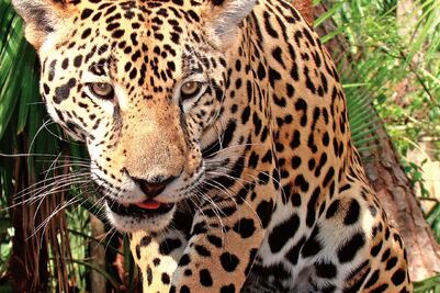 El jaguar como representación del poder en Mesoamérica