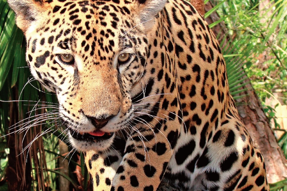 Este felino es el mayor depredador del continente americano (ESPECIAL)
