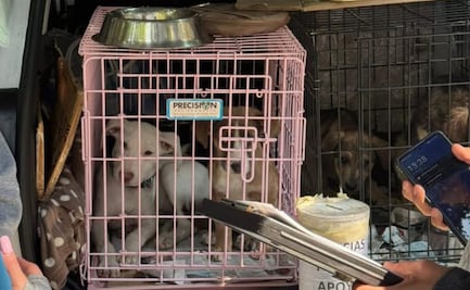 Operativo de verificación animal en Parque México; alcaldía Cuauhtémoc descarta maltrato y retiro de rescatistas