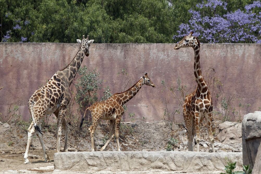 Las jirafas que actualmente habitan en el zoológico de Aragón tienen inflamación de las articulaciones en los huesos (Foto: Ariel Ojeda / EL UNIVERSAL)