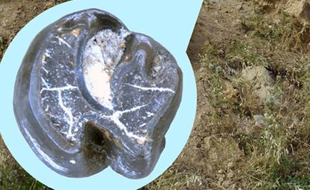 Hallan eslabón perdido entre roedores africanos y asiáticos