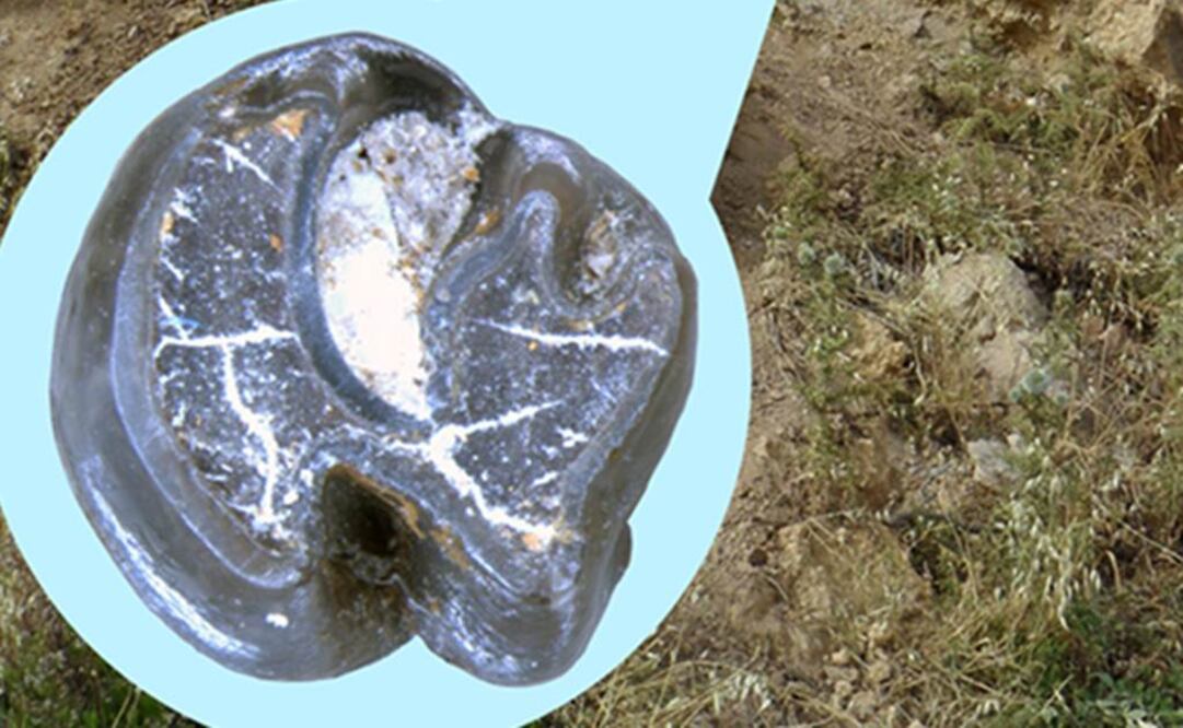 Fue hallada en Oriente Medio Foto: Museo Nacional de Ciencias Naturales