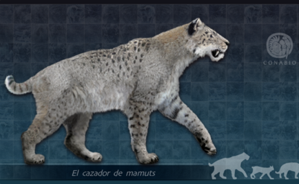 El tigre dientes de cimitarra también vivió en México  