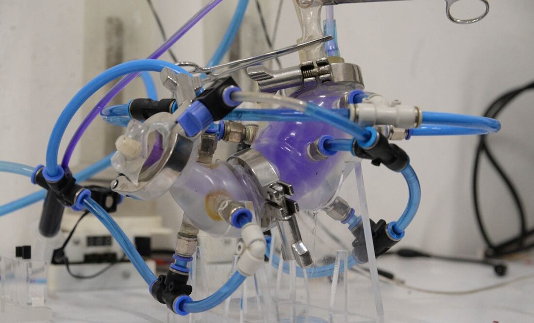 Estómago artificial. Foto: cortesía UNAM