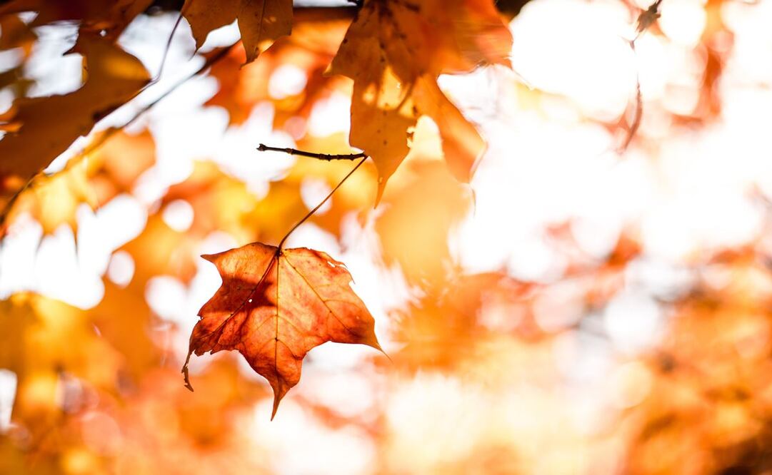 El fenómeno astronómico no solo señala un cambio en la duración de los días y noches, sino que también tiene gran relevancia en tradiciones, rituales y costumbres alrededor del mundo.
Foto:Pixabay