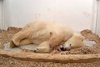 Osito polar muere súbitamente en zoo de Berlín; tenía 26 días de nacido