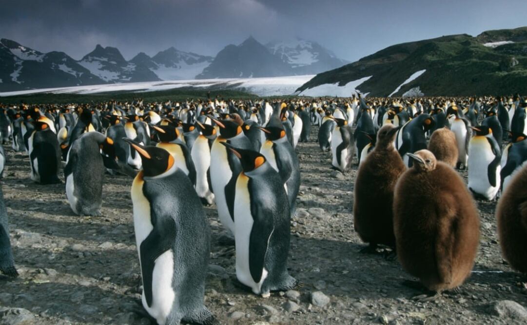 El pingüino emperador, tiene el pico menos largo y mide un poco más de un metro. (Foto: iStock)