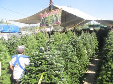 Productores capitalinos ofertan 200 mil árboles de Navidad