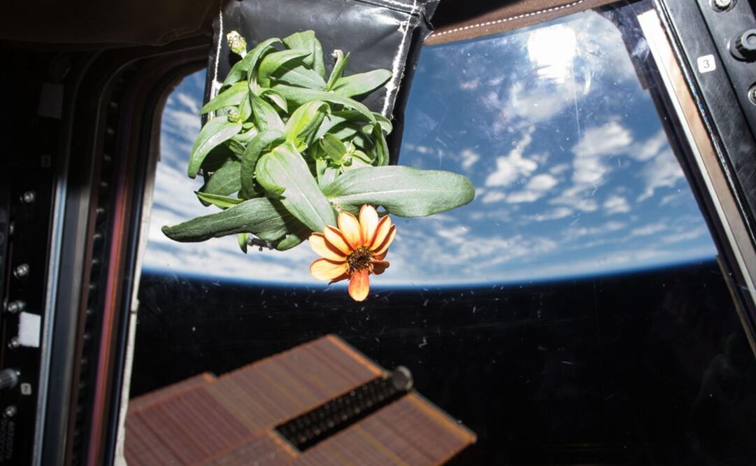 Born in the state of Querétaro, Olvera presented his project on lettuce and spinach growth before the prestigious U.S. administration - Photo: Scott Kelly/NASA