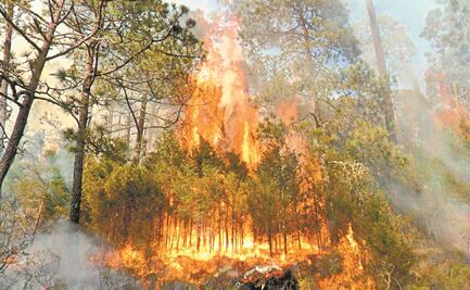 Suman 998 incendios forestales en el Edomex