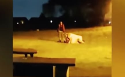 Boda termina en pelea campal entre invitados y novios en Gales