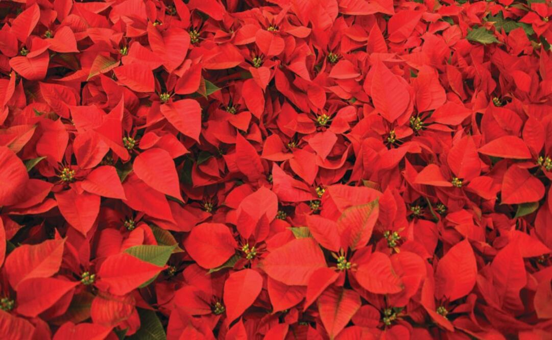 Usa a tu favor este elemento navideño en casa / Foto: Pexels