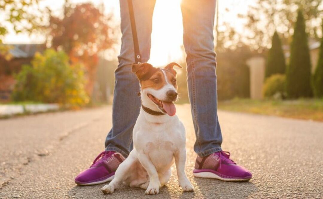 La forma en que tu perro pasa tiempo contigo revela mucho sobre su conexión emocional. Fuente: Freepik.