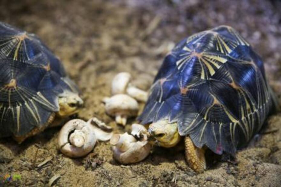 Madagascar: Rescatan a más de 10 mil tortugas encerradas sin comida ni agua