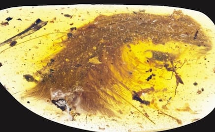 Científicos hallan cola de dinosaurio con plumas