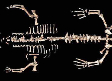 Cocodrilos, animales exóticos en Tenochtitlan