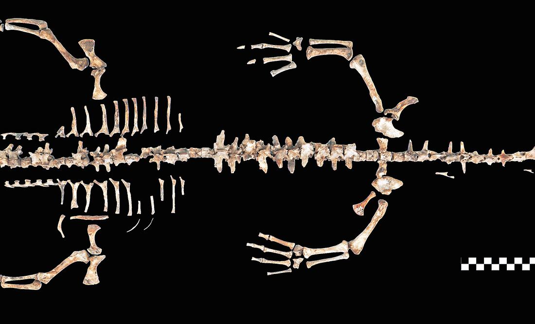 Ejemplar encontrado en una ofrenda frente a las escalinatas que dan al Templo de Tláloc (CORTESÍA MIRSA ISLAS/ PROYECTO TEMPLO MAYOR)