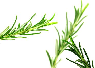 Estas son las enfermedades que combate el romero