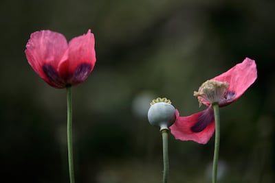 Destruye PGR 19 mil plantas de amapola y marihuana en Jalisco 