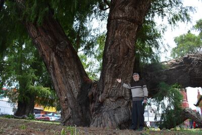 Exigen acciones de conservación para ahuehuete de Xochimilco, patrimonio en riesgo