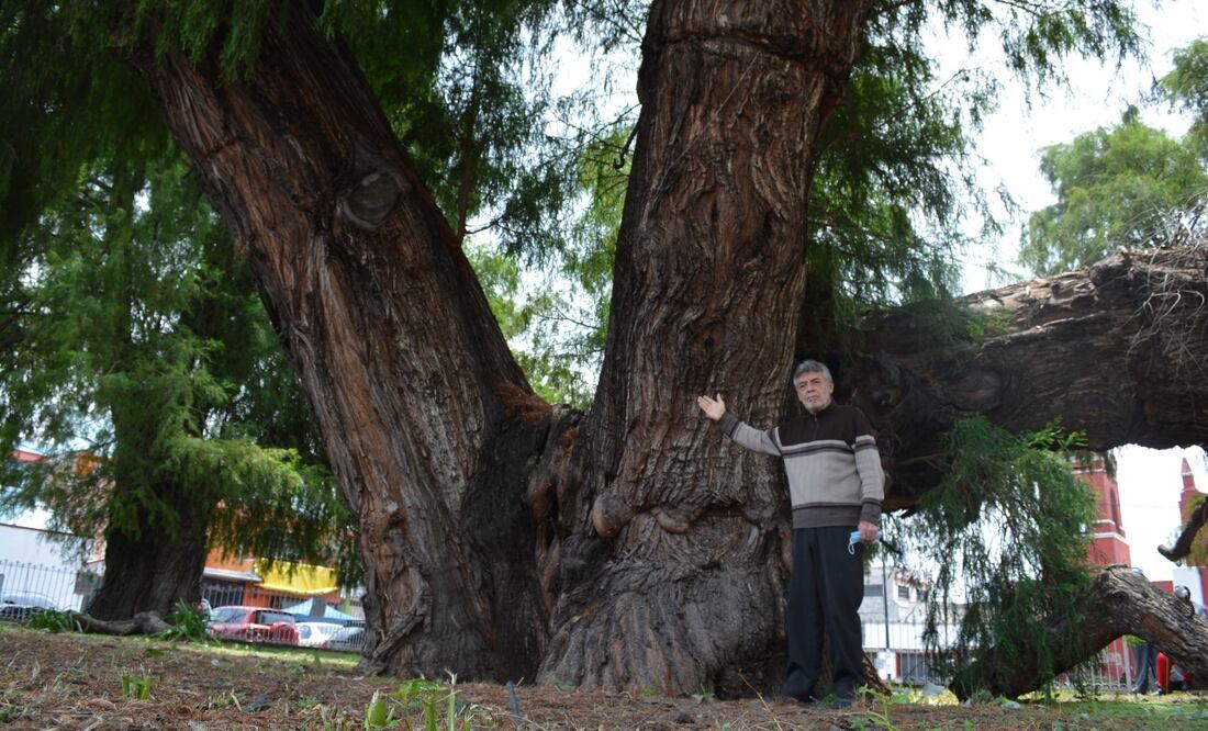 Exigen acciones de conservación para ahuehuete de Xochimilco ...