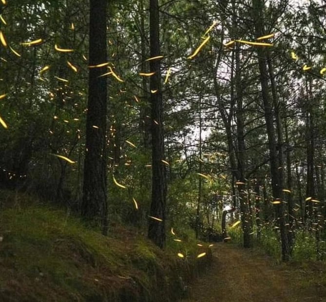 La temporada de luciérnagas transforma los paisajes de Puebla en un espectáculo natural. Foto: @alpinia.mx