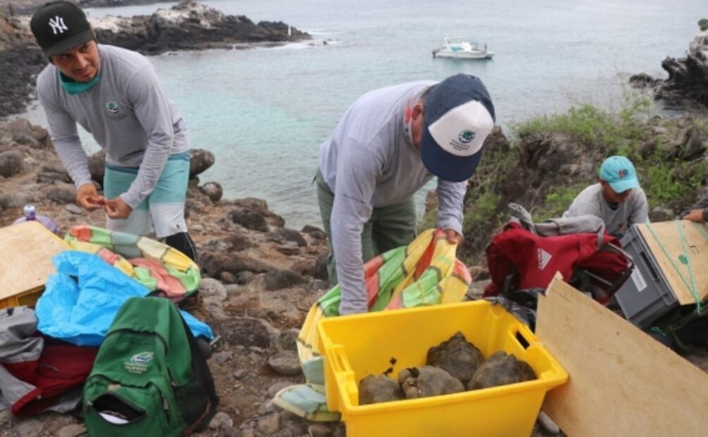 Liberan a 191 tortugas gigantes para restauración ecológica en el archipiélago de Galápagos