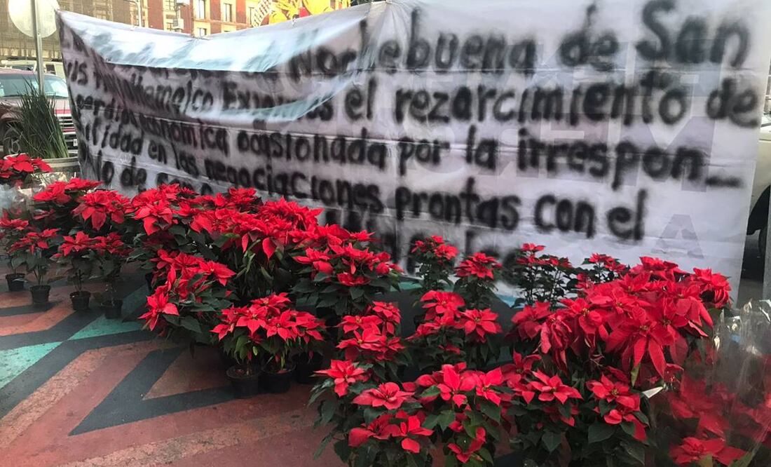 Productores de Nochebuena. Foto: Francisco Rodríguez/ EL UNIUVERSAL