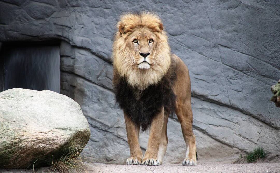 Terror en zoológico: león muerde a través de la reja los dedos de cuidador
