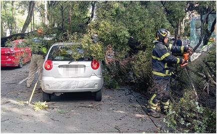 Bomberos atienden caída de árbol en Coyoacán; hay dos vehículos afectados