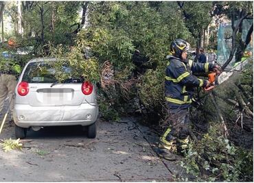 Bomberos atienden caída de árbol en Coyoacán; hay dos vehículos afectados