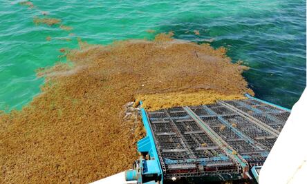 Prevé Semar cantidades menores de sargazo para costas mexicanas en 2021