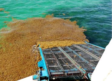 Prevé Semar cantidades menores de sargazo para costas mexicanas en 2021