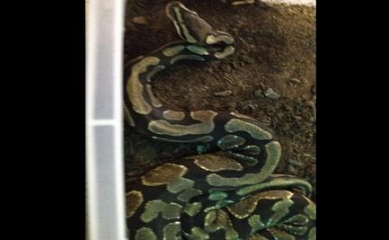 En Nueva York acusan a hombre de ingresar tres pitones de Birmania ocultas en sus pantalones