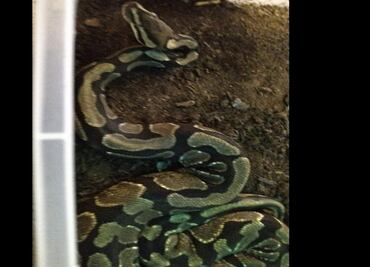 En Nueva York acusan a hombre de ingresar tres pitones de Birmania ocultas en sus pantalones