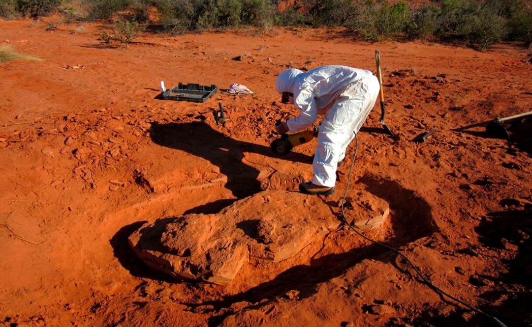 El Ingentia Prima vivió hace unos 210 millones de años durante el Período Triásico. AFP / AGENCIA CTyS