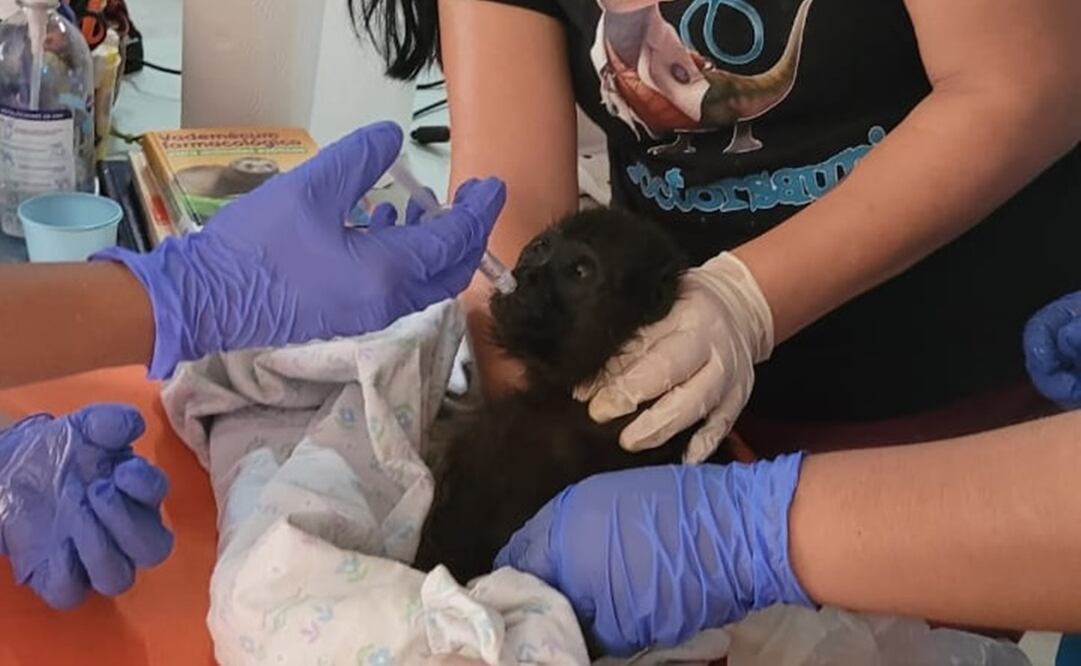 La dependencia exhortó a la población a avisar a las autoridades en caso de encontrar especies en malas condiciones. Foto: Profepa