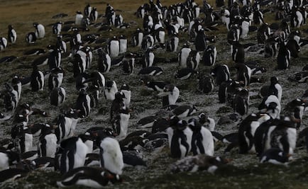 Denuncian matanza de pingüinos y lobos marinos en Chile