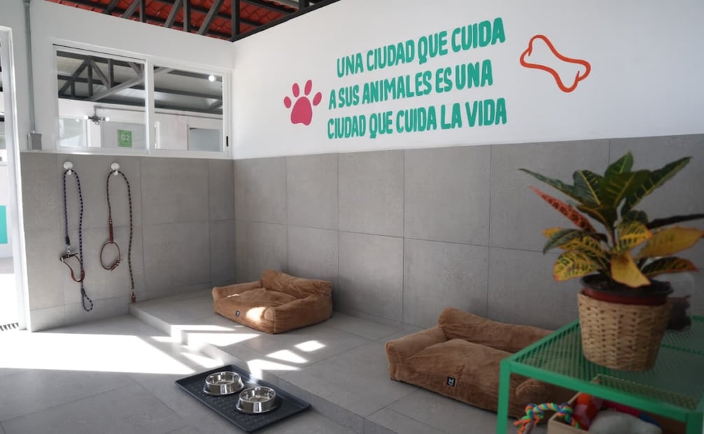 Perritos que murieron quemados en la GAM estaban encerrados en transportadoras. Foto: Fabián Evaristo