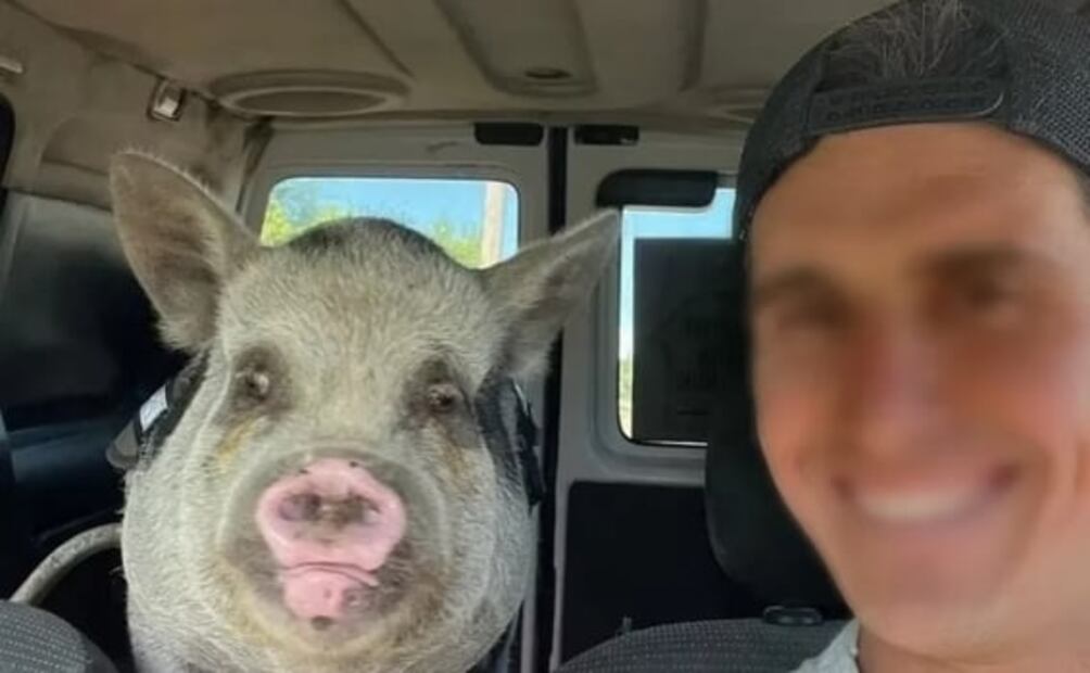 Denuncian a hombre que adoptó a una cerdita como mascota y la hizo a la parrilla con sus amigos