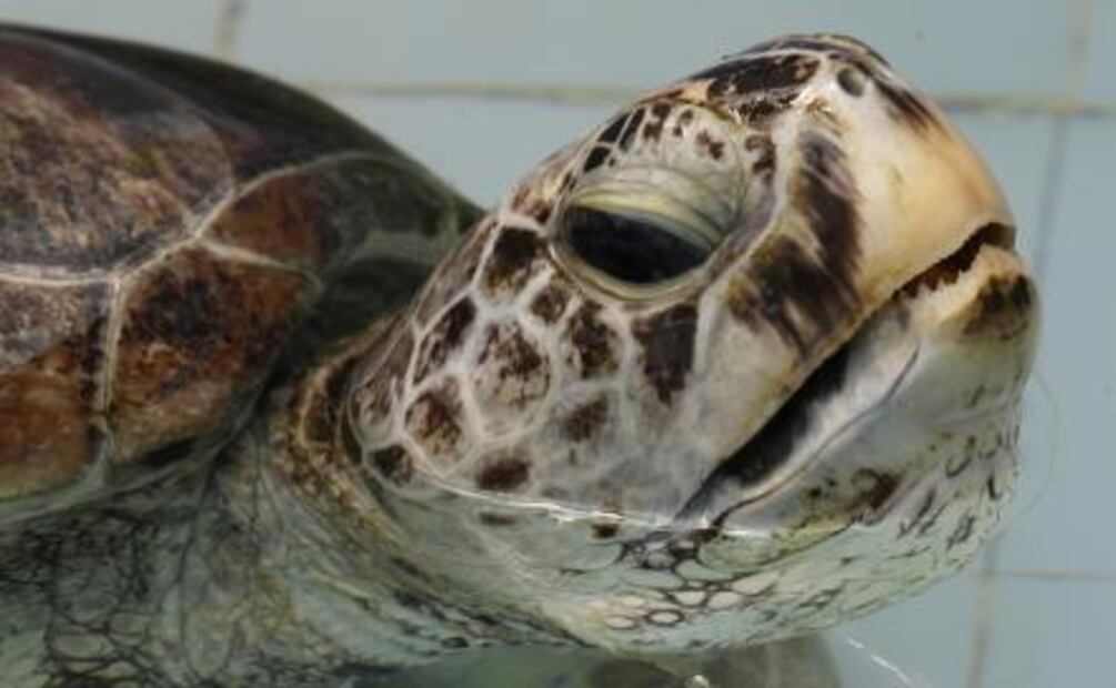 Extraen 915 monedas a una tortuga marina en Tailandia