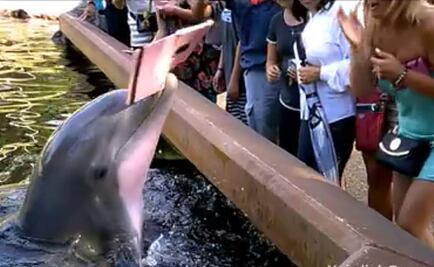 Delfín roba iPad a mujer que intentaba tomarle una foto