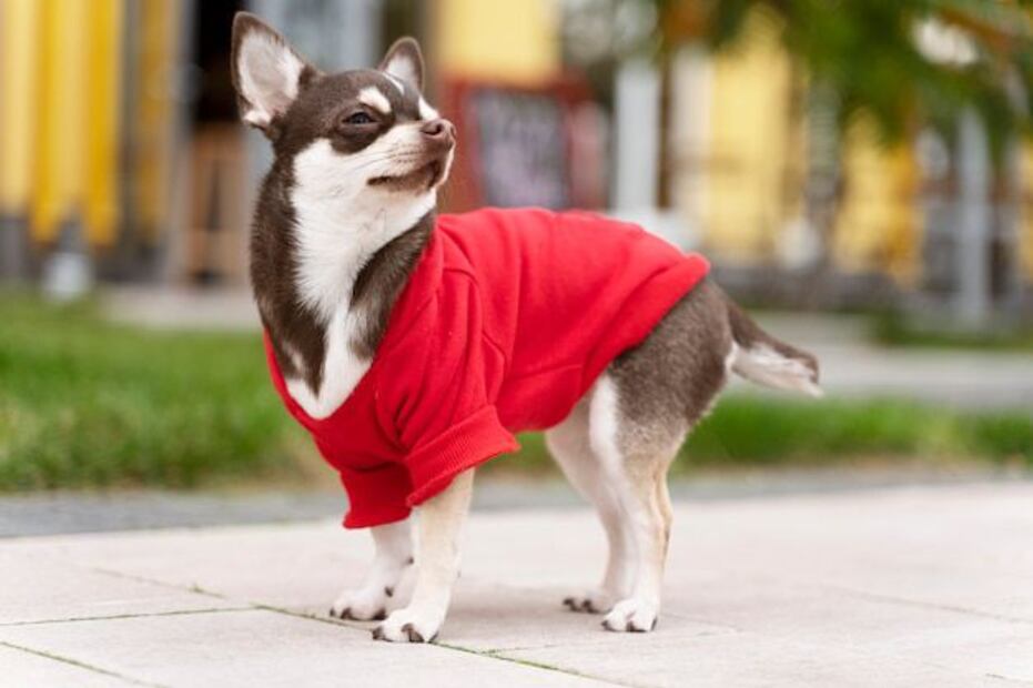 Los expertos coinciden en que no todos los perros necesitan ropa en invierno. Fuente: Freepik.