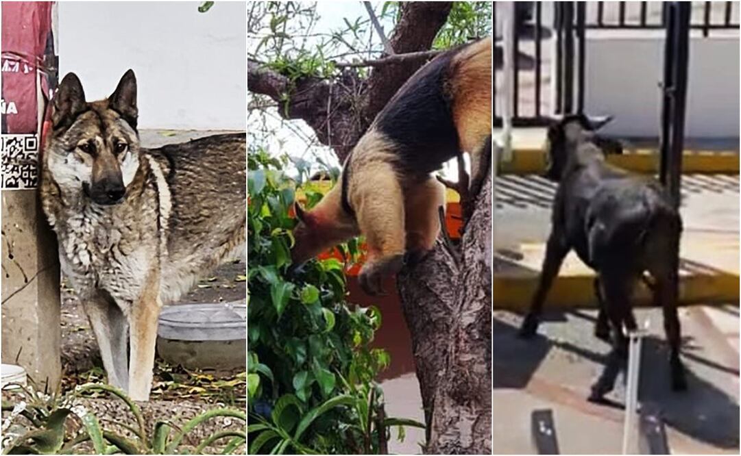 Un lobo mexicano, un oso hormiguero y un toro en la ciudad. Foto: Especial