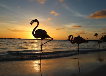 11 curiosidades que debes saber sobre Aruba